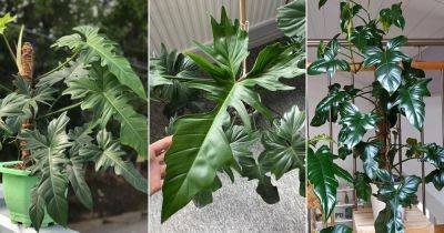 Philodendron Green Dragon Care and Growing Guide - balconygardenweb.com - Brazil - Argentina