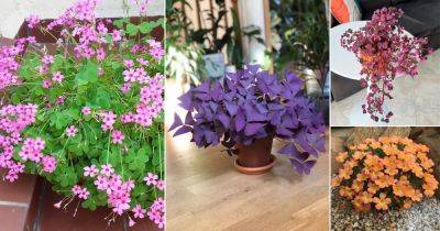 65 Best Oxalis Varieties You Must Grow - balconygardenweb.com