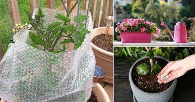 9 Masterful Tips for Overwintering Balcony Garden Plants - balconygardenweb.com