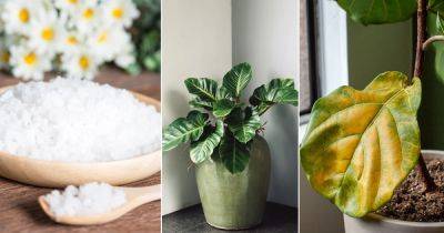 10 Epsom Salt for Houseplants Uses | How to Use Epsom Salt on Indoor Plants - balconygardenweb.com