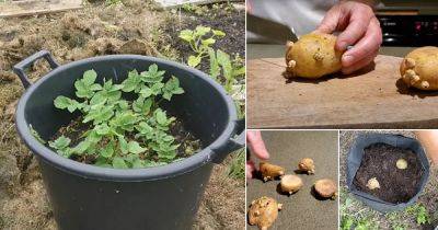 Growing Potatoes from Store Brought Potatoes | Grow Potatoes from Buds - balconygardenweb.com