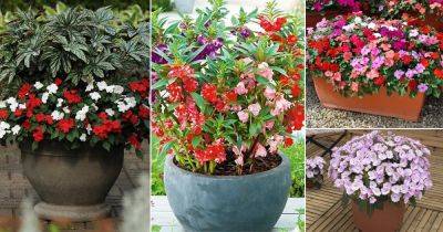 30 Best Types of Impatiens | Impatiens Varieties - balconygardenweb.com