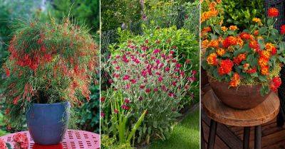 14 Flowers that Don't Need a Lot of Water - balconygardenweb.com