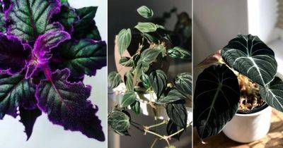 10 Stunning Velvet Leaf Indoor Plants - balconygardenweb.com