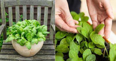 7 Secrets to Grow Sweetest & Less Bitter Spinach in Garden - balconygardenweb.com