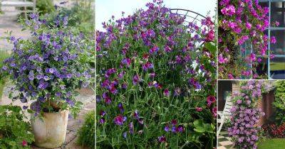 17 Best Vines with Purple Flowers | Purple Flowering Climbers - balconygardenweb.com