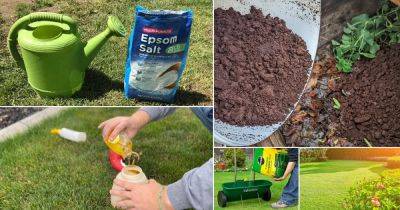 9 Effective Homemade Lawn Fertilizers That Are Safe From Hazardous Chemicals - balconygardenweb.com