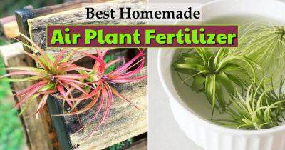 How to Fertilize an Air Plant+Best DIY Air Plant Fertilizer | - balconygardenweb.com