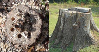 How to Kill Tree Stumps Naturally | Removing Tree Stump - balconygardenweb.com