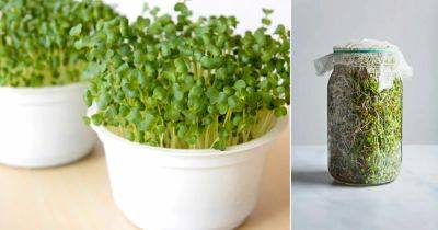 How to Grow Broccoli Sprouts | Growing Broccoli Micro-Greens - balconygardenweb.com