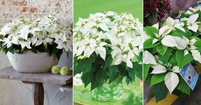 12 Most Beautiful White Poinsettia Varieties - balconygardenweb.com