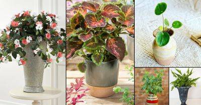 36 Indoor Plant Cuttings that Look Good in Vases - balconygardenweb.com - Japan