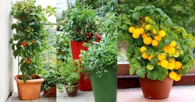 Best Tomato Varieties for Containers - balconygardenweb.com