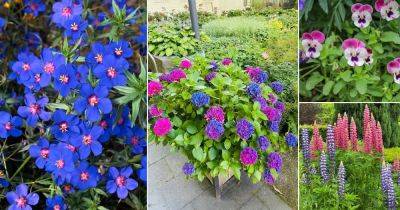 17 Best Pink and Blue Flowers - balconygardenweb.com