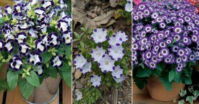15 Best Purple and White Flowers - balconygardenweb.com