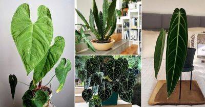 40 Beautiful Pictures of Anthurium Varieties from Instagram - balconygardenweb.com