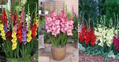 Gladiolas Plant Information | How to Grow Gladiolas Flower - balconygardenweb.com