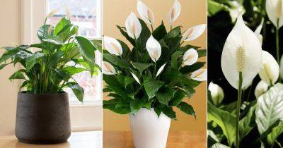 How to Get Peace Lilies to Bloom | 10 Ways to Make Peace Lily Flower - balconygardenweb.com - state Florida