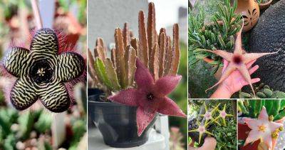 32 Best Stapelia Varieties | Types of Stapelia Succulents - balconygardenweb.com - South Africa