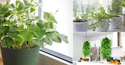 12 Lucky Indoor Plants for Kitchen | Best Feng Shui Plants for the Kitchen - balconygardenweb.com