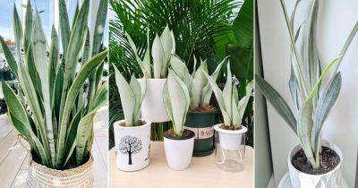 6 Most Stunning White Snake Plant Varieties - balconygardenweb.com - city Sansevieria