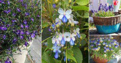 17 Best Blue and White Flowers - balconygardenweb.com - state Florida