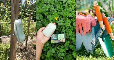10 Amazing Irish Spring Soap Uses in Garden - balconygardenweb.com - Ireland