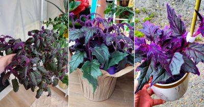 Purple Passion Plant Care and Growing Guide - balconygardenweb.com - Indonesia