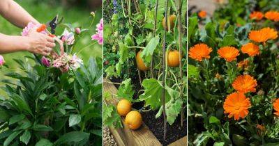 What to Do in Garden in October | 18 Things To Do in Garden in October - balconygardenweb.com