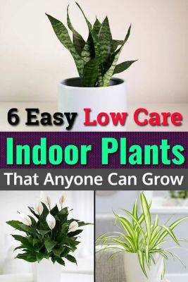 6 Easy Low Care Indoor Plants That Anyone Can Grow - balconygardenweb.com