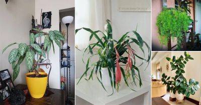 Plants that Grow without Sunlight | 30 Best Plants to Grow Indoors - balconygardenweb.com - city Sansevieria