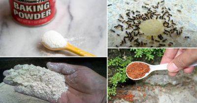30 Natural Home Remedies To Get Rid of Ants From Home & Garden - balconygardenweb.com