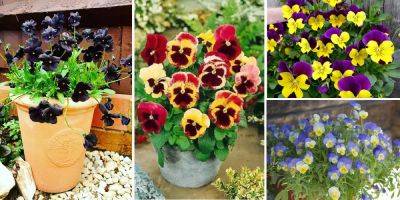 26 Best Types of Pansies | Most Beautiful Pansy Varieties - balconygardenweb.com