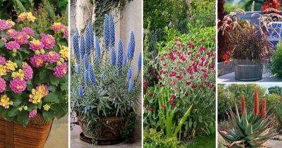 54 Best Drought Tolerant Plants that Grow In Lack of Water - balconygardenweb.com