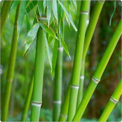Bamboo Planting Tips | How to Plant Bamboo Balcony Garden Web - balconygardenweb.com