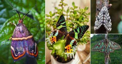 10 Cute Moths that are as Beautiful as Butterflies - balconygardenweb.com - Usa - France - Spain - Mexico - Madagascar