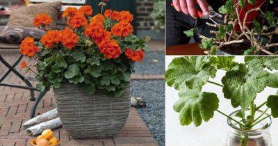 How to Propagate Geraniums - balconygardenweb.com