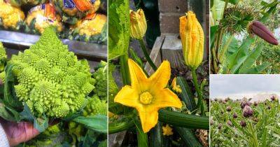 20 Flowers that are Vegetables | Flowers You Can Cook - balconygardenweb.com - India - Egypt - Italy - Spain - Argentina