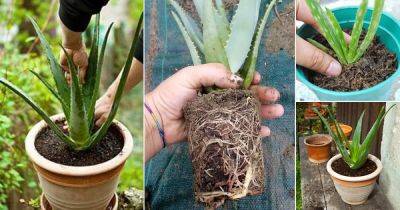 How to Re-Pot Aloe Plants the Right Way - balconygardenweb.com