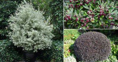 13 Best Pittosporum Varieties | Types of Pittosporum Plants - balconygardenweb.com - India - Japan - New Zealand