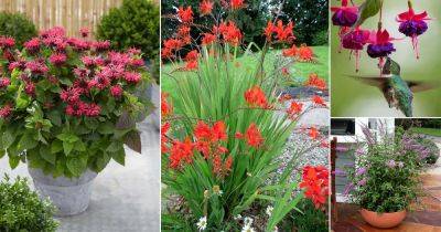 28 Best Plants for Hummingbirds | Flowers That Attract Hummingbirds - balconygardenweb.com