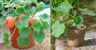 Growing Pumpkins In Containers | How To Grow Pumpkins In Pots - balconygardenweb.com