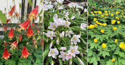 13 Best Spring Flowers in Michigan - balconygardenweb.com - state Michigan
