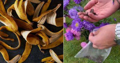 Super Quick Banana Peel Powder Fertilizer Recipe for More Flowers - balconygardenweb.com