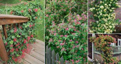 23 Different Types of Honeysuckle Varieties You Can Grow - balconygardenweb.com - China - Japan