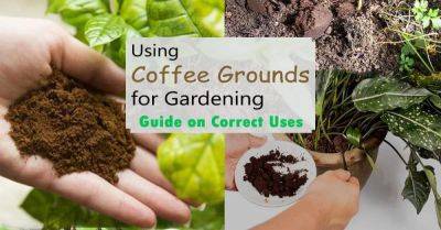 Using Coffee Grounds for Gardening | Guide on Correct Uses - balconygardenweb.com