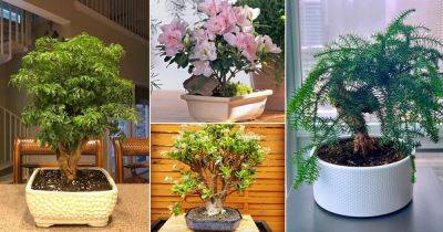 13 Glorious Indoor Bonsai Pictures - balconygardenweb.com
