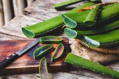 Can You Eat Aloe Vera Plant | Benefits of Eating Raw Aloe Vera | - balconygardenweb.com