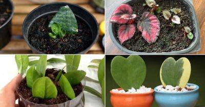 14 Indoor Plants that Grow from Leaves - balconygardenweb.com