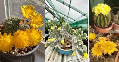 19 Best Yellow Flowering Cactus - balconygardenweb.com - Brazil